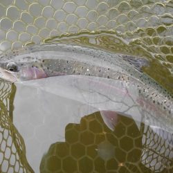 大安トラウトレイク 釣果